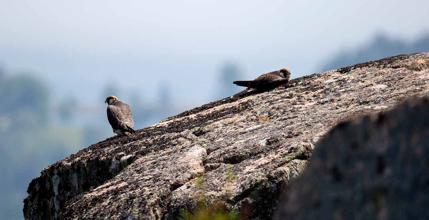 Peregrine falcons perch near their nest on the Jordan Cliffs in Acadia National Park. (Photo by Ashley L. Conti/Friends of Acadia)