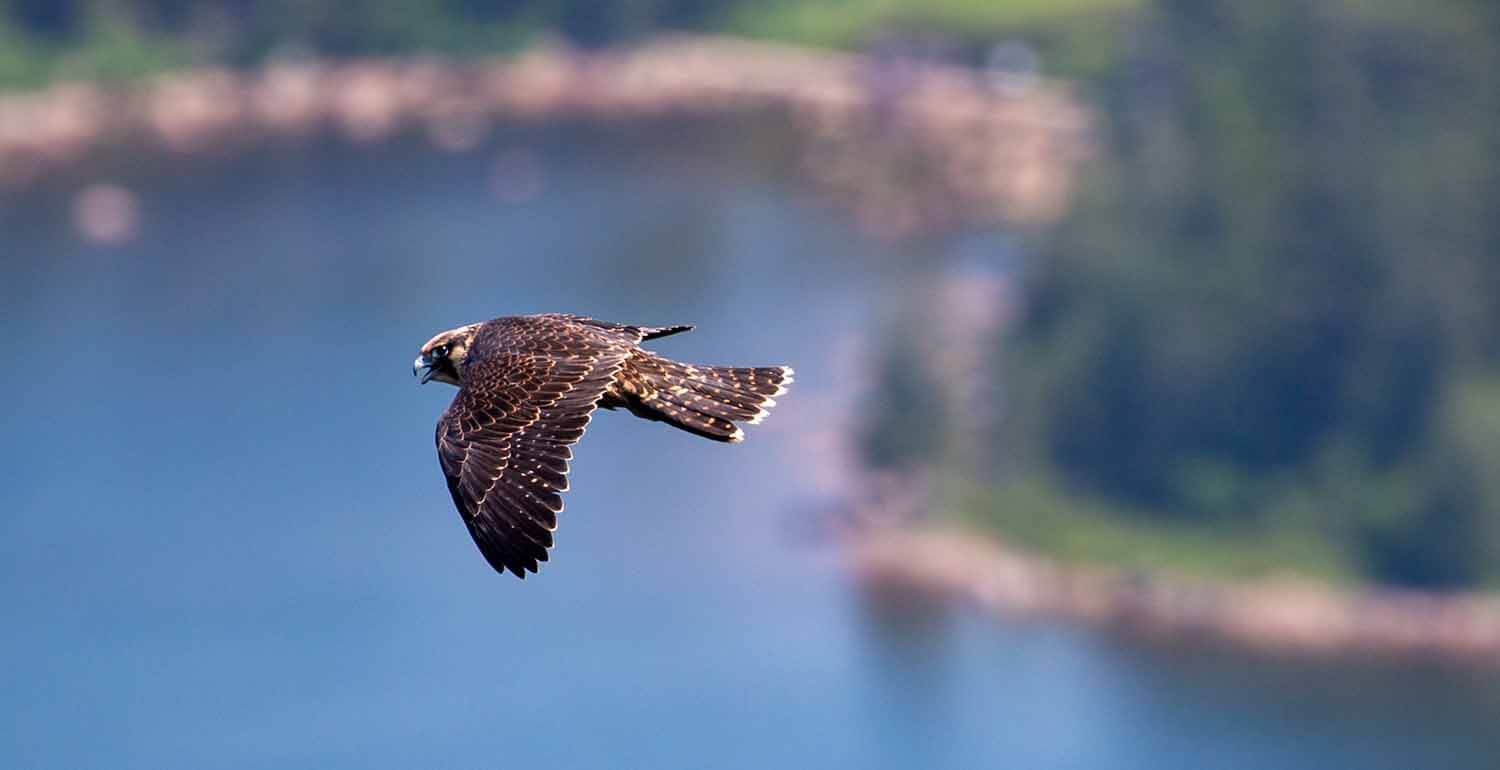 A peregrine falcon flying as seen from the Jordan Cliffs in Acadia National Park. (Photo: Emma Forthofer/Friends of Acadia)