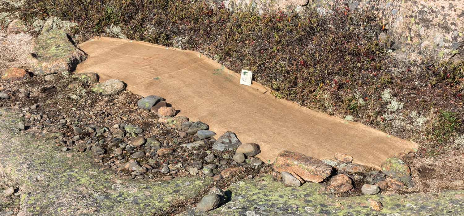 Scientists from Schoodic Institute and Acadia National Park apply soil to plots on Penobscot Mountain. (Photo by Edward Muennich/Friends of Acadia)