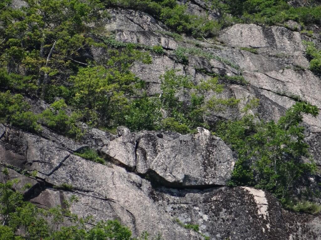 Falaises du Parc Acadia où les faucons pèlerins nichent à même la roche.